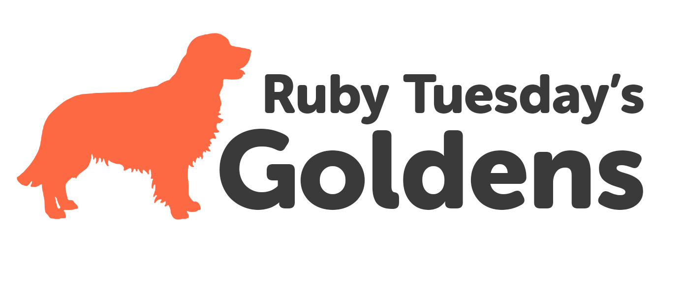 Ruby Tuesday’s Golden Retriever Puppies